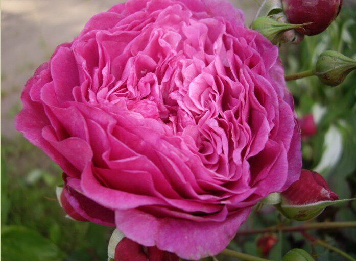 欧洲月季花扇子四季开花大花灌木浓香切花月季时令草本花卉