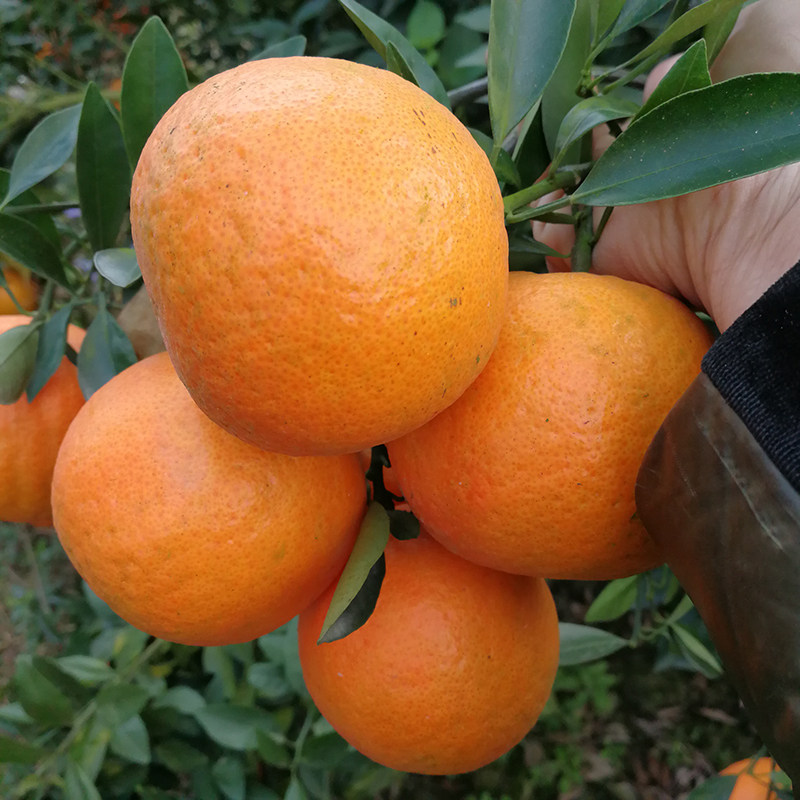 家乡说特价潮汕特产 潮州柑蕉柑桔橘子 孕妇新鲜水果5斤全国包邮