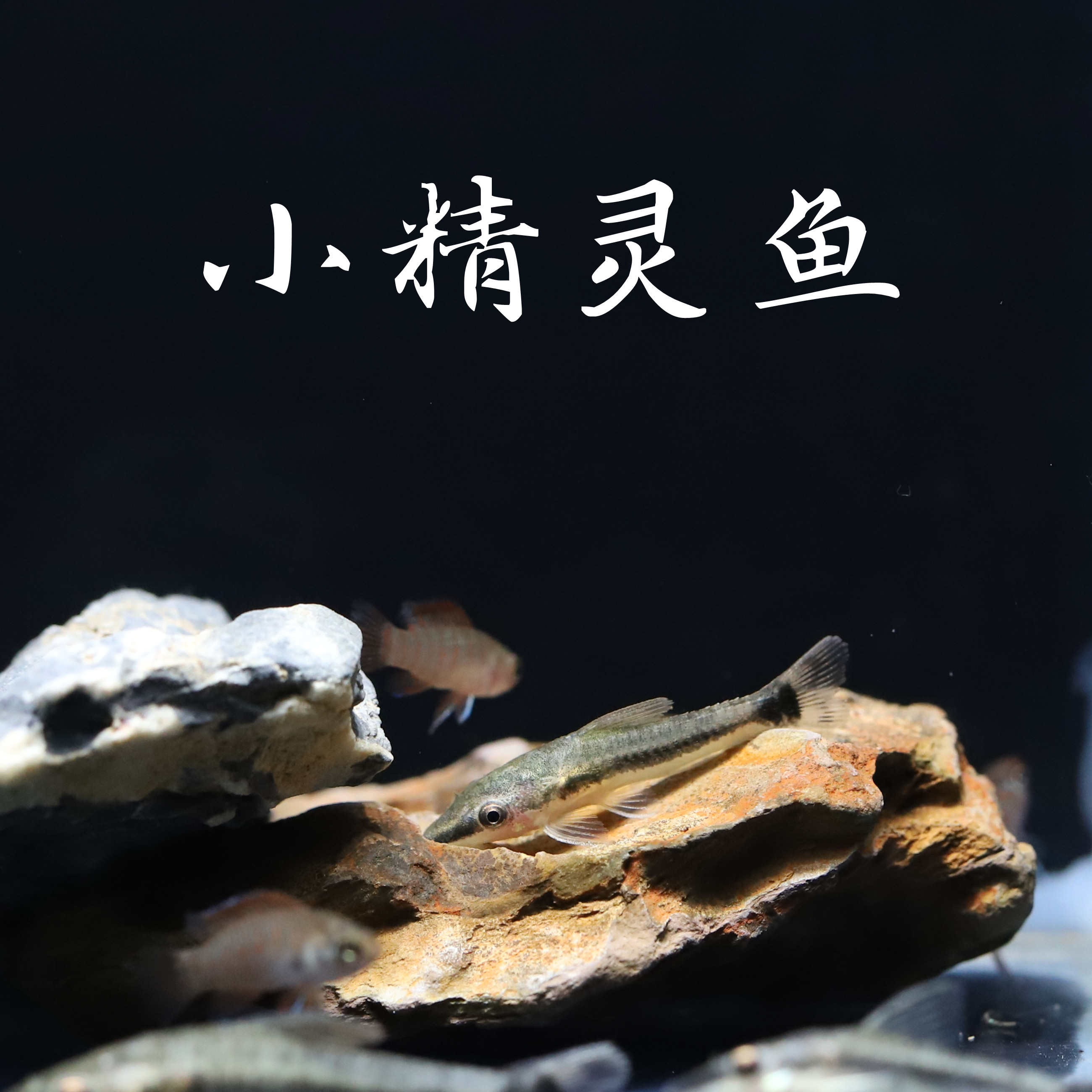 小精灵精灵鱼小型淡水热带热带鱼鱼草螺卵工具虎斑鱼