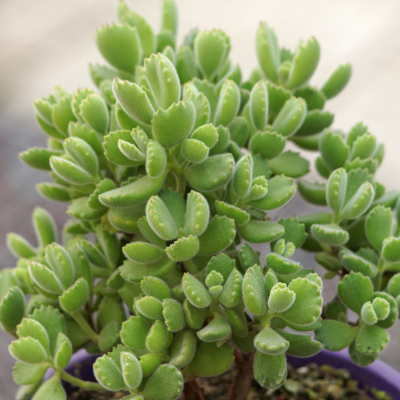 多肉ak老桩爪子熊爪子毛茸茸大老植物童子熊童子多肉植物