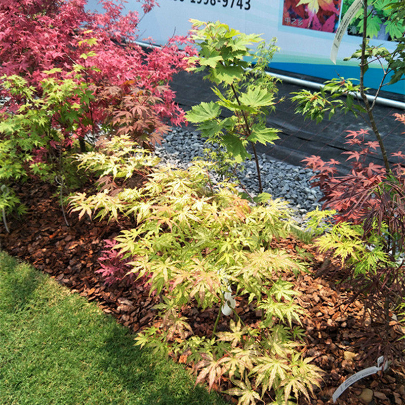 精灵红枫枫树多分树苗脉叶系列第一观叶