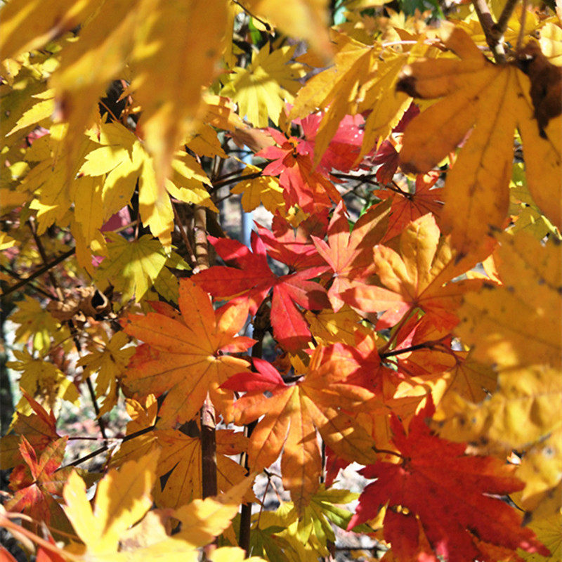 团扇关之华严小叶垂枝形态日本枫树秋色多彩观叶