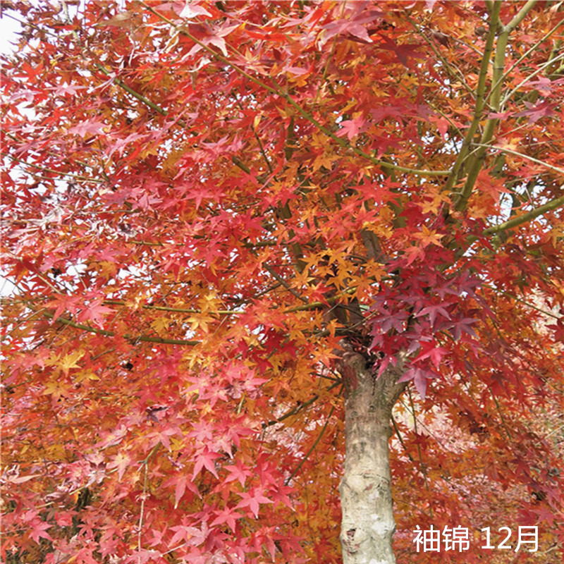 黄金枫 袖锦 1-2米大苗 彩叶枫树日本庭院植物 日本槭树