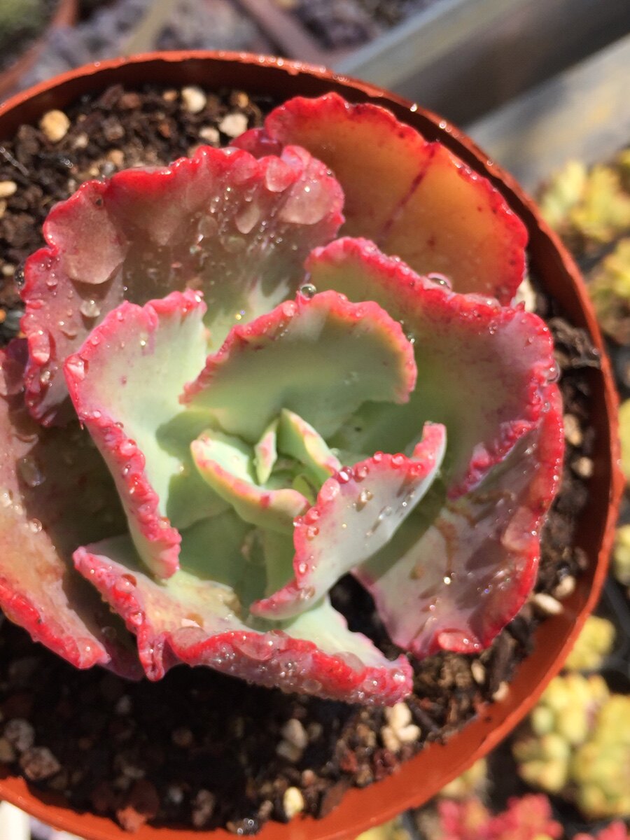 舞会红裙老桩多肉植物包菜系列精品云南脱土多肉植物