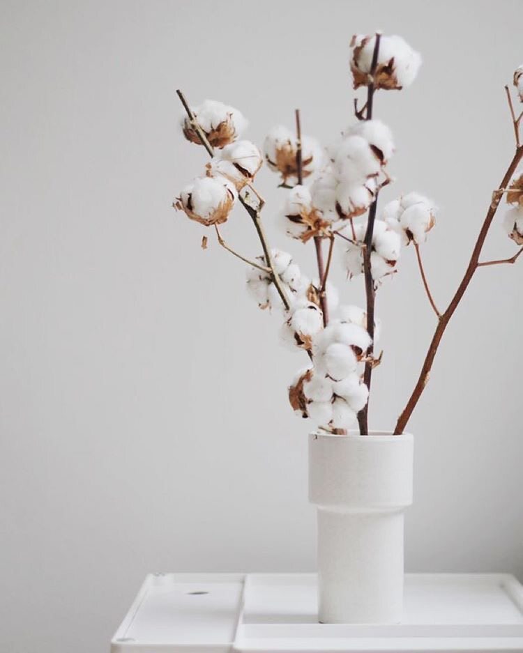 ins棉花干花单支鬼怪同款家居花瓶装饰拍摄干花