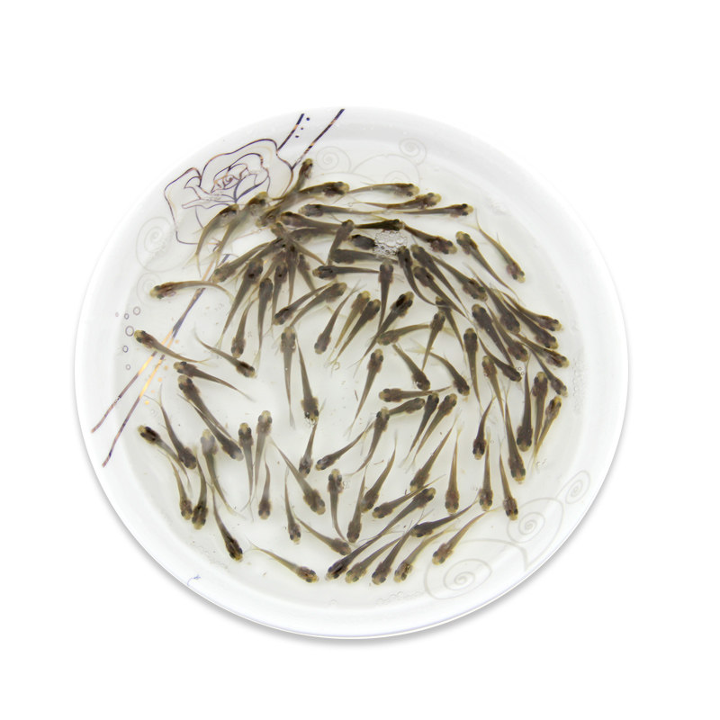 草鱼苗活体小鲤鱼鲫鱼苗龙鱼活体饲料泥鳅苗鄂龟乌龟开口粮小鱼苗