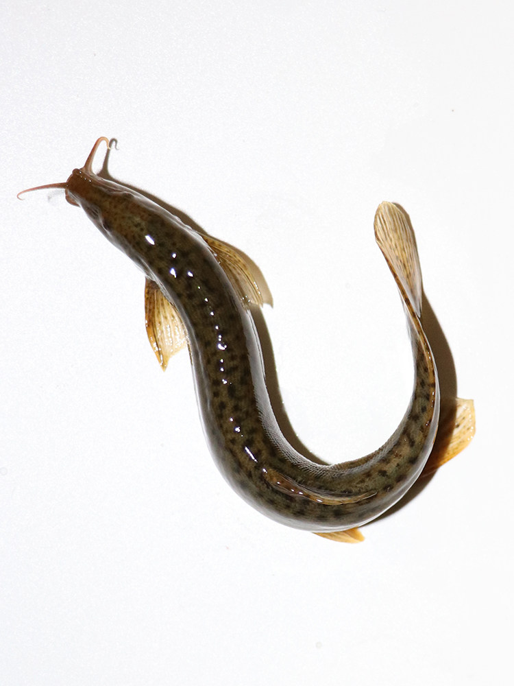 泥鳅活体台湾新鲜幼苗小泥鳅本地圆鳅苗活筏钓鱼