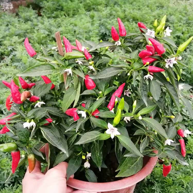 朝天盆栽四季食用辣椒植物阳台绿植五彩七彩绿植