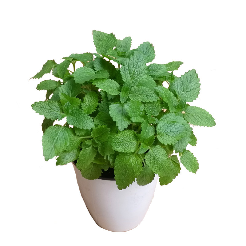 薄荷叶盆栽九层塔罗勒阳台菜园食用薄荷香草阳台庭院绿植泡水调酒