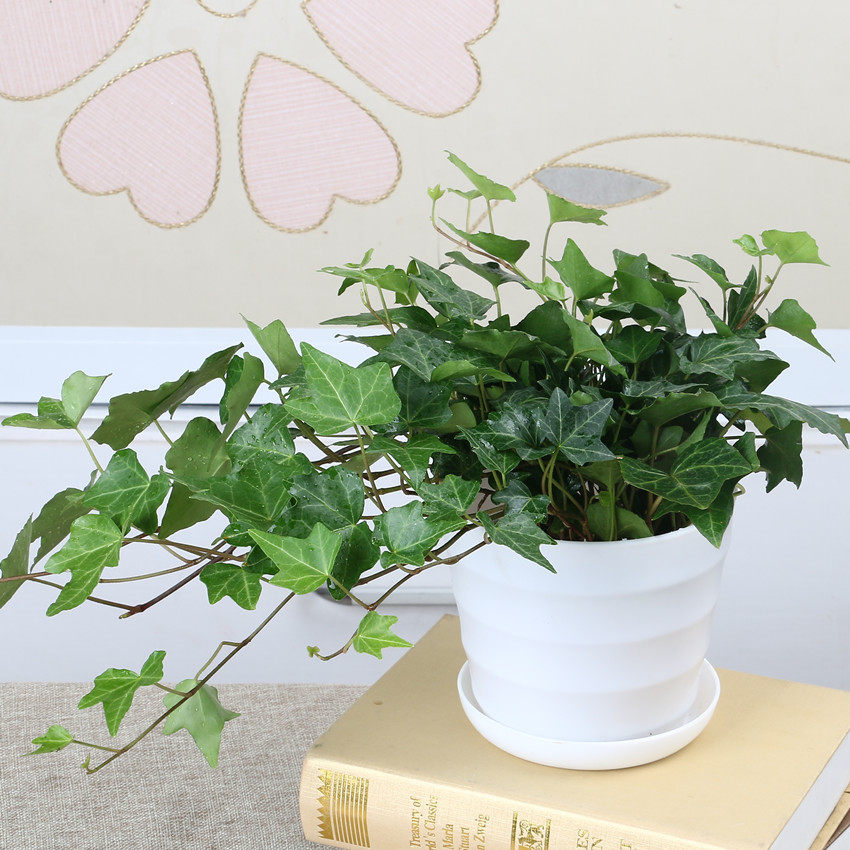 常春藤室内吊兰常青藤绿萝小盆盆栽花卉植物垂吊绿植