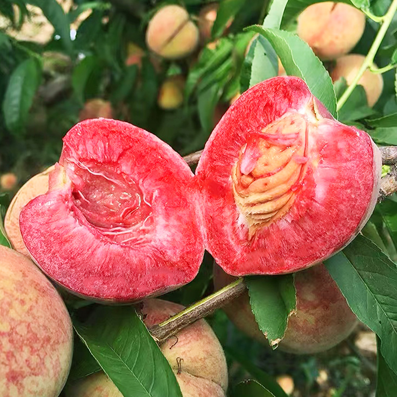 新鲜血胭脂红桃红心水红心整箱应季水果桃子红桃桃