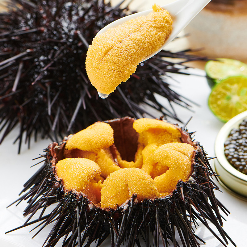 海胆食刺肉即黄海胆马粪4-5只超大捕现发锅子海鲜活海胆