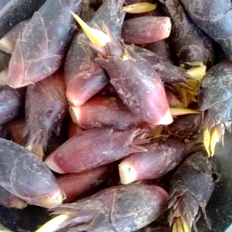 当季现货速发野生阳荷5斤新鲜野菜蘘荷姜笋其它