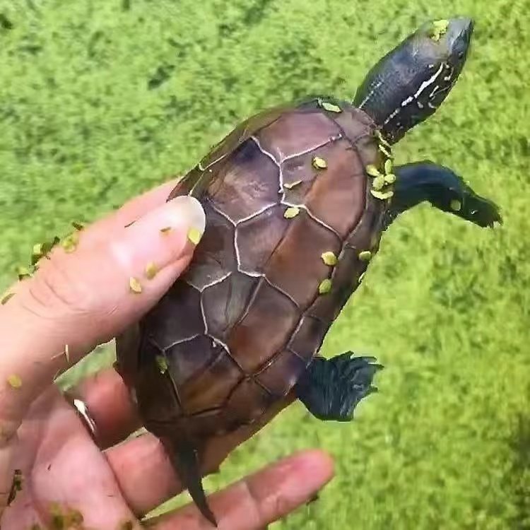 草龟中华精品外塘观赏龟墨金线可爱活泼乌龟龟