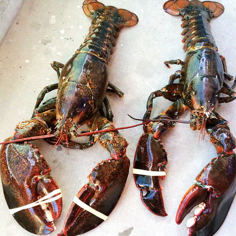 龙虾大龙冰鲜波士顿鲜活波龙澳洲红龙小青龙古巴冻虾