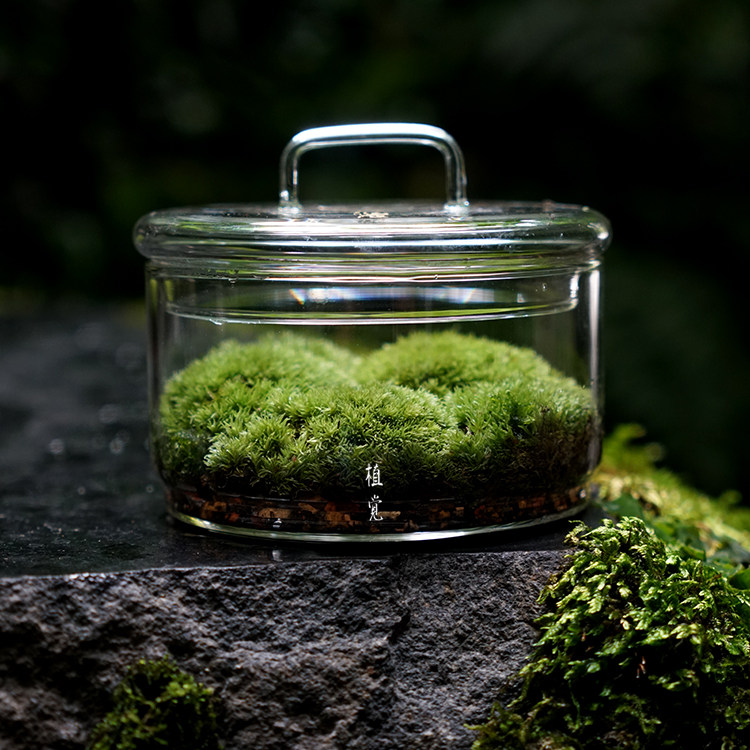植觉圆苔藓微景观diy创意盆景桌面装饰植物青苔鲜活