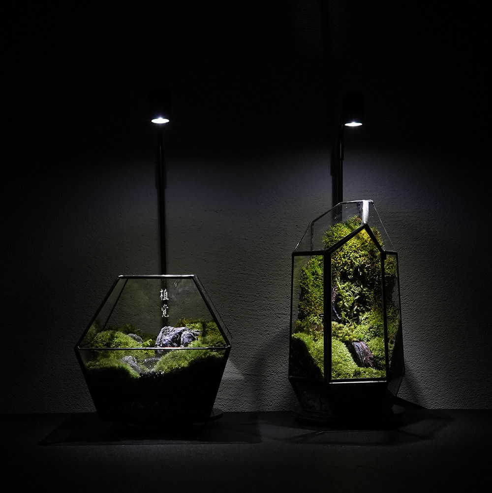 玻璃景观植觉苔藓微观世界创意植物生态礼物礼品绿植