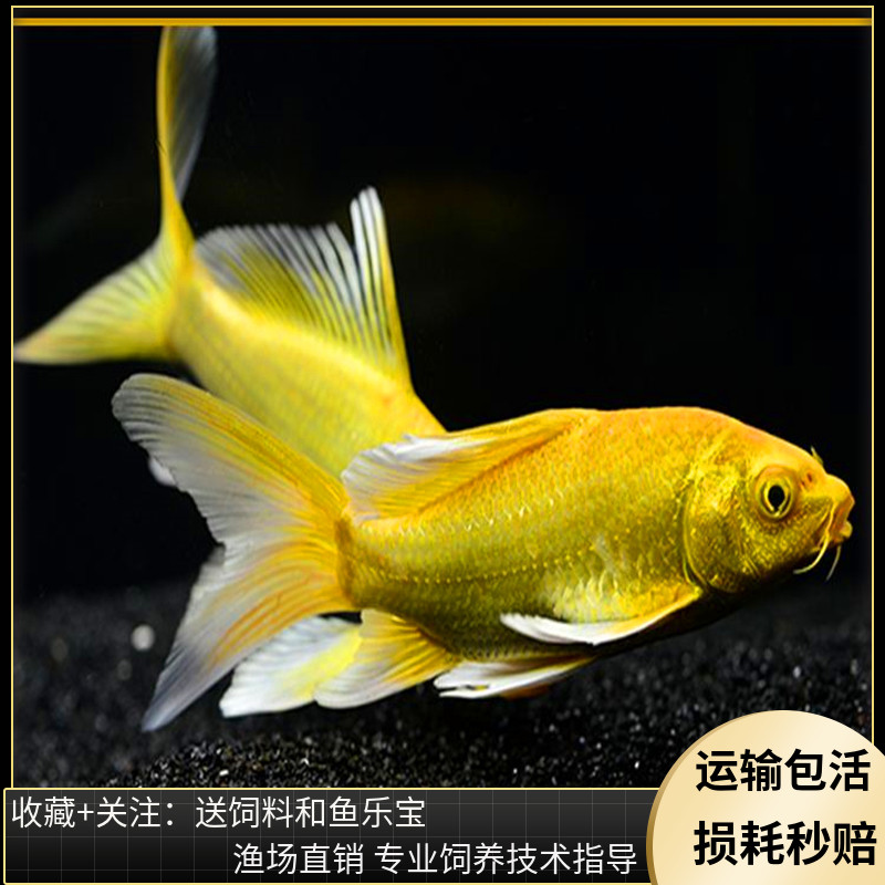 锦鲤黄金鱼淡水鱼苗金鱼宠物活鱼纯种长尾活体鱼