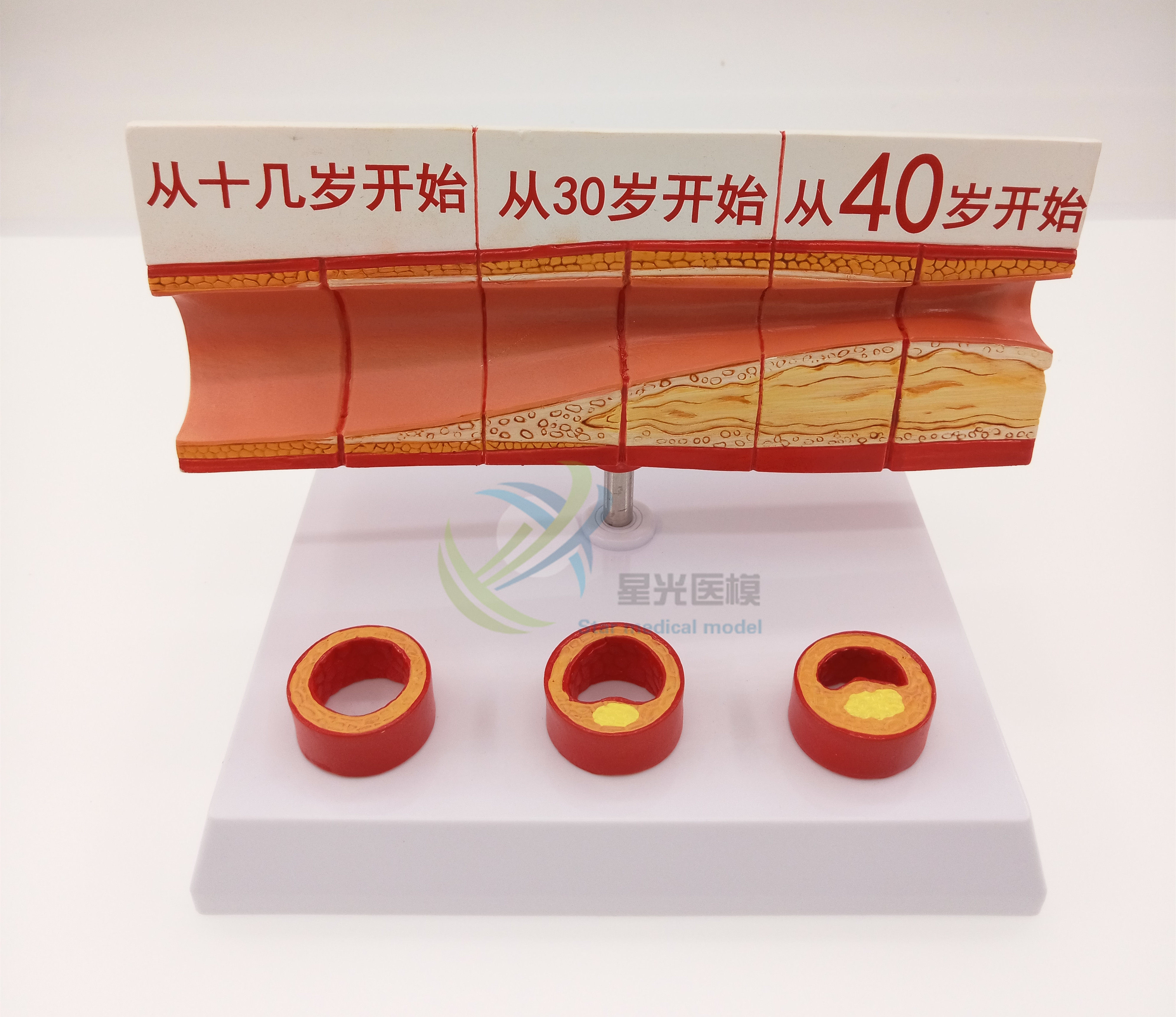 星光医模血管模型血液循环动脉静脉头部浅表神经模型大脑模型头骨