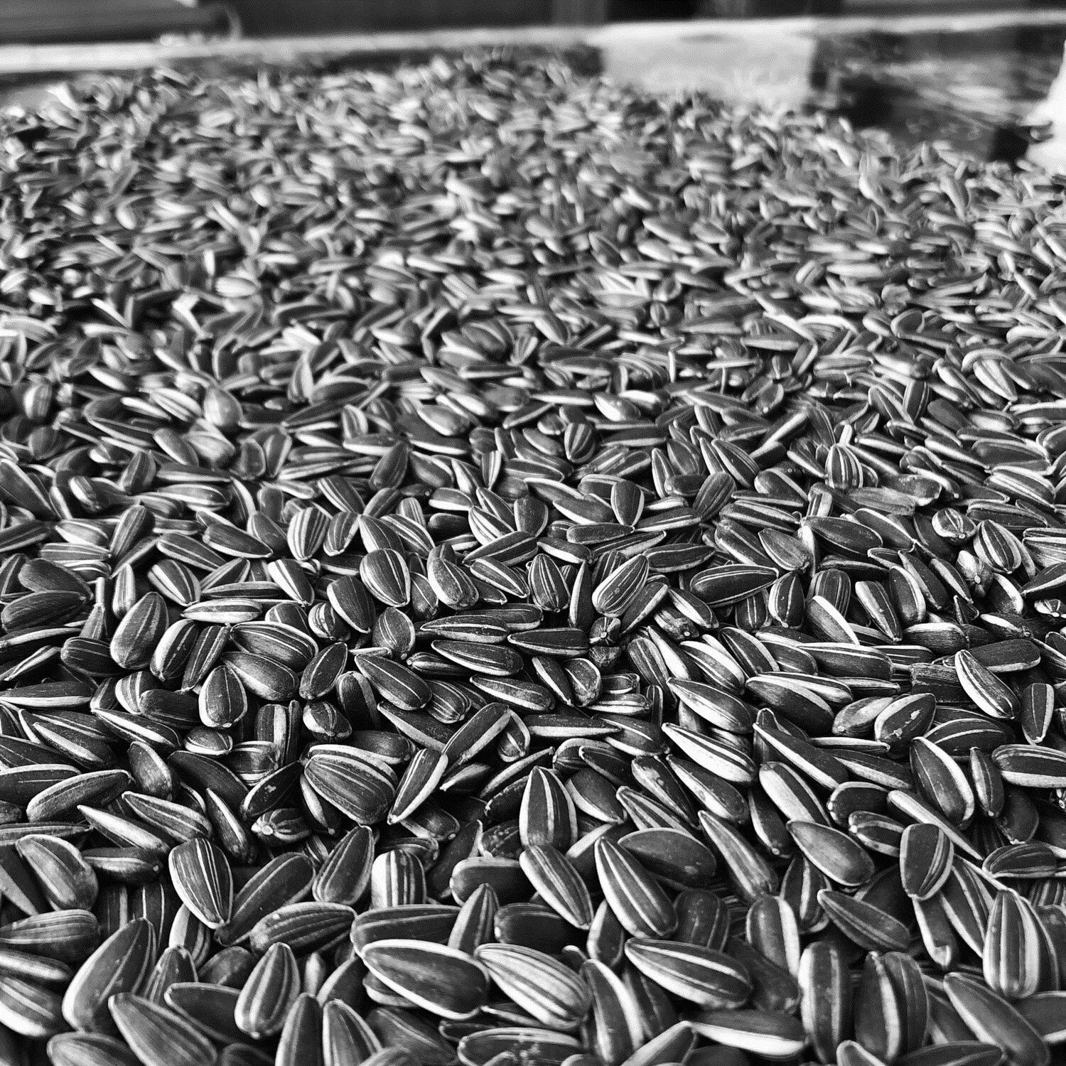 瓜子小油葵籽黑皮黑珍珠鸽子鹦鹉鸟类食物零食瓜子