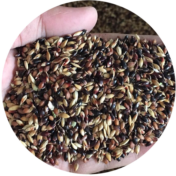 牧草草籽苏丹草种种子高丹草鱼草高产进口养殖家庭园艺种子