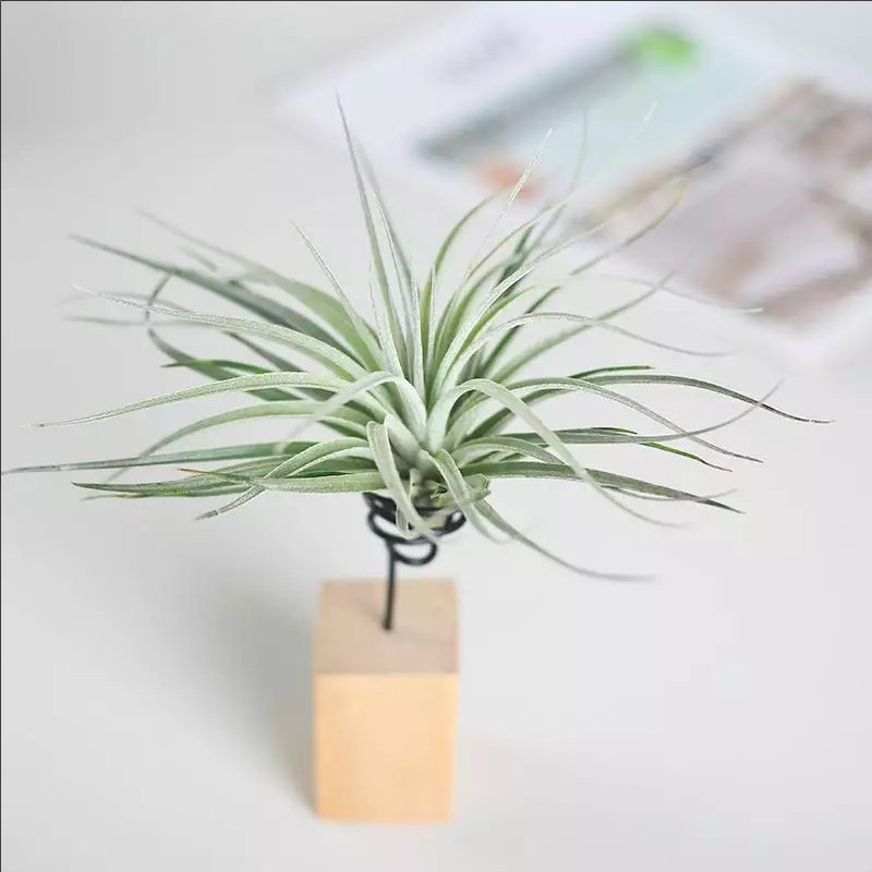 空气凤梨棉花糖空凤懒人植物无土绿植室内盆栽绿植