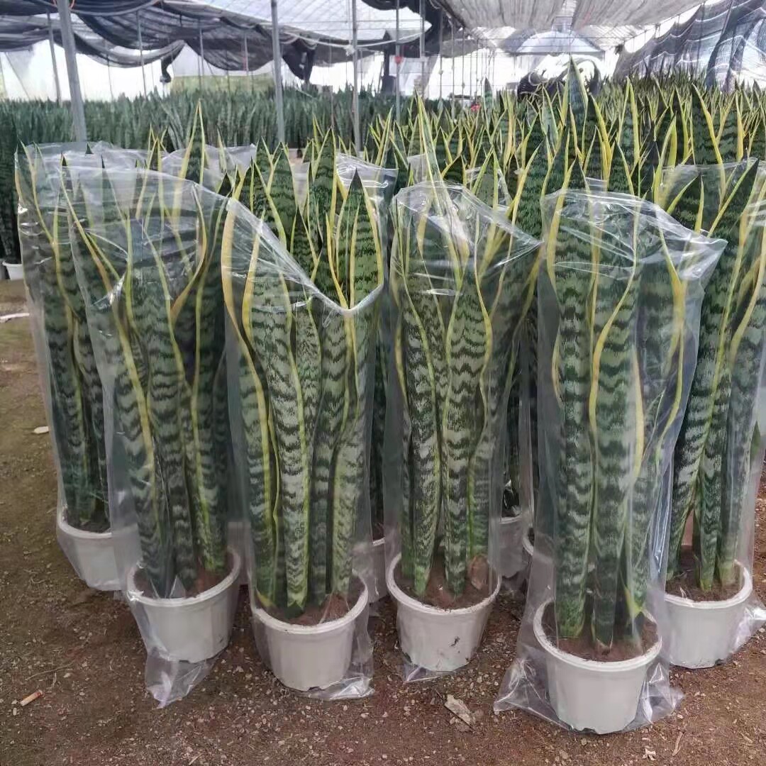 盆栽热销全年甲醛客厅净化室内虎皮兰室虎尾大型绿植
