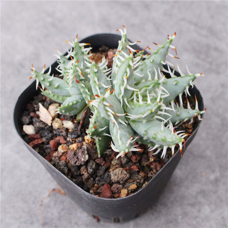 黑魔殿冷门稀缺多肉植物小盆栽实生芦荟百合科肉肉硬叶绿植花卉