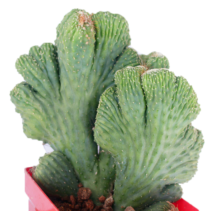 五指山仙人掌超大山影仙人招财室内小盆盆栽防辐射多肉植物