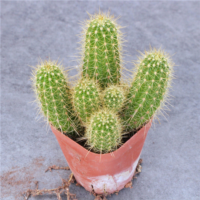 仙人群生生毛花柱创意开大飞碟多肉植物柱实生多肉植物