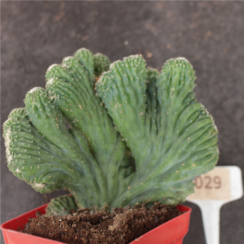 五指山仙人掌超大山影仙人招财室内小盆盆栽防辐射多肉植物