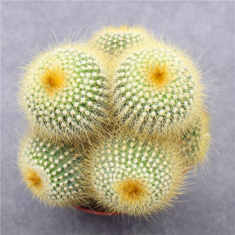 金丝猴仙人群生开花长毛毛多植物办公室花卉小盆多肉植物