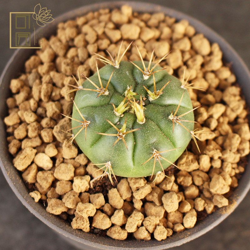 勇将丸仙人球小苗 实生创意开花防辐射花卉小盆栽 桌面绿植特价