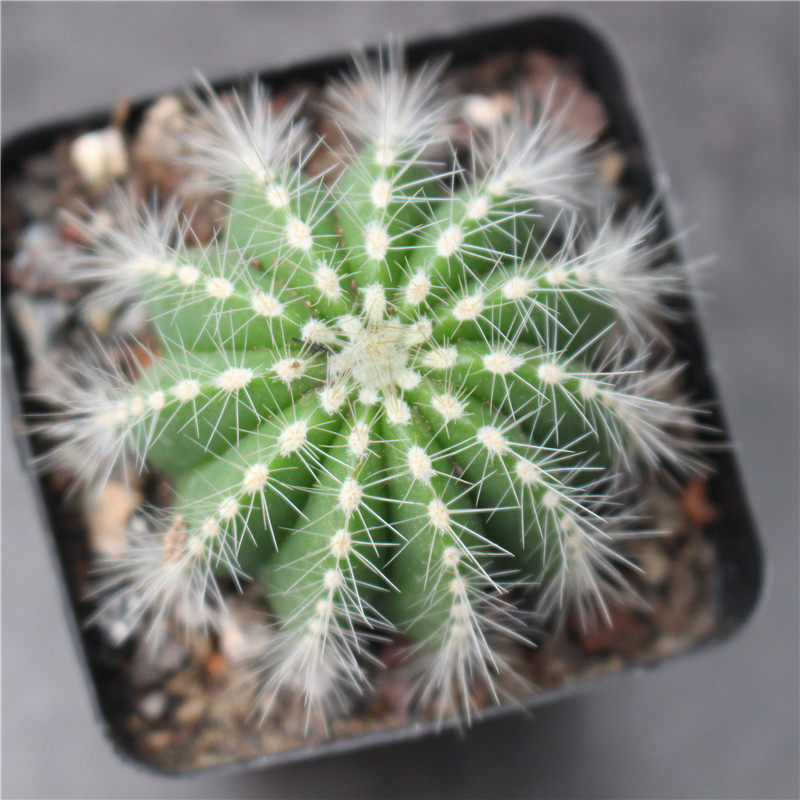 实生银光仙人球 办公室内创意多肉植物小盆栽 银冠桌面开花植物