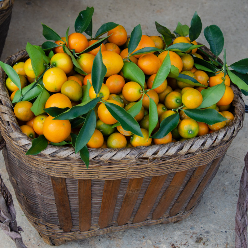 金桔现摘正宗广西融安滑皮3斤装新鲜水果小金桔子