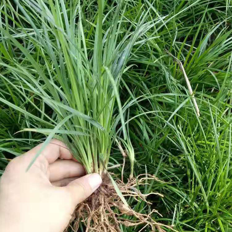 麦冬新鲜四季常青草苗耐寒小苗金边日本玉龙绿植