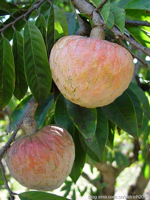 果牛云南当季西双版纳新鲜傣家水果心梨牛心荔枝番荔枝