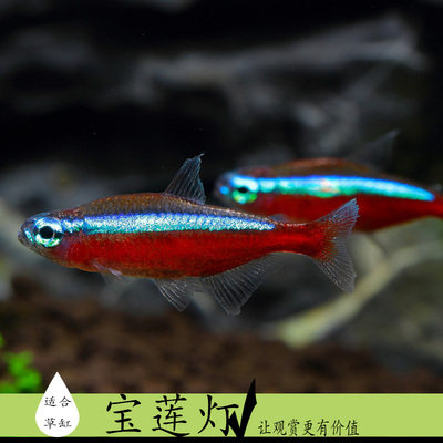宝莲灯鱼草红绿标配群游热带鱼灯科活体观赏观赏鱼鱼