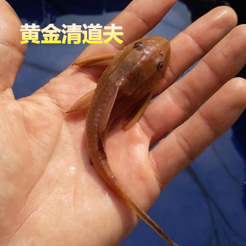 清道夫活体琵琶清洁清洁工工具垃圾底层热带观赏鱼