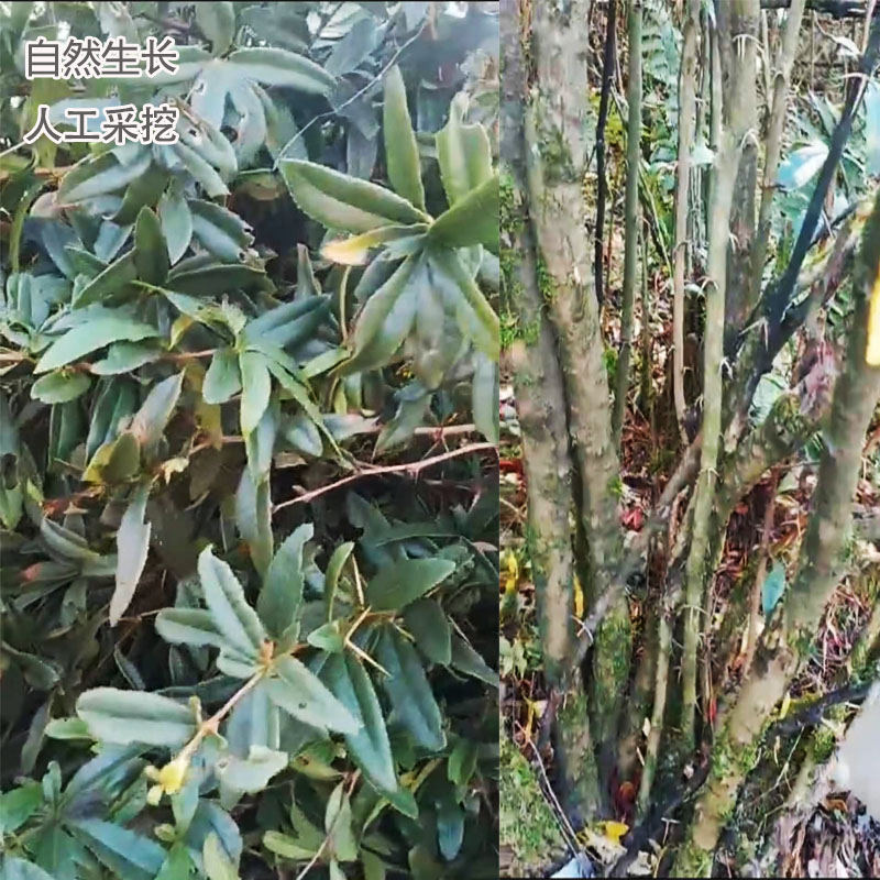 黄连中药材贵州鸡脚土黄黄柏野生1斤根茎三颗其他药食