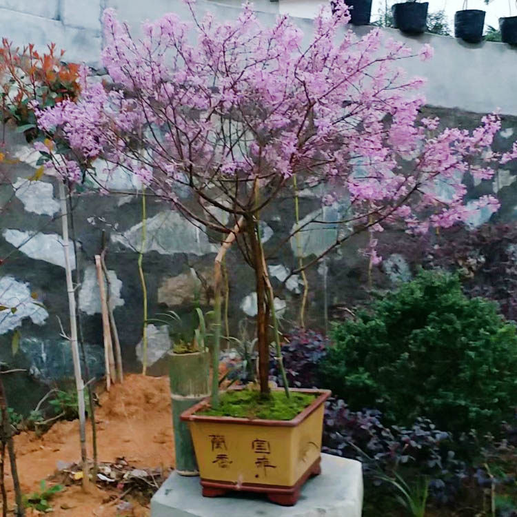 盆栽花卉丁香花树苗芫花紫花鱼花木本阳台盆景时令草本花卉