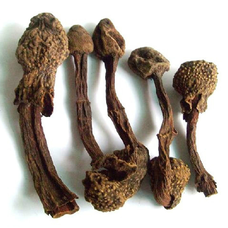 回春草不老草草苁蓉红冬蛇菰文王一支笔仙人头借母怀胎 250g包邮