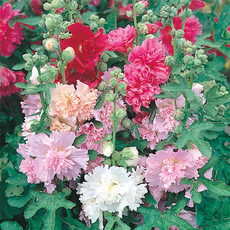 查特双重混合重瓣蜀葵种子进口传家宝四季易种家庭园艺种子