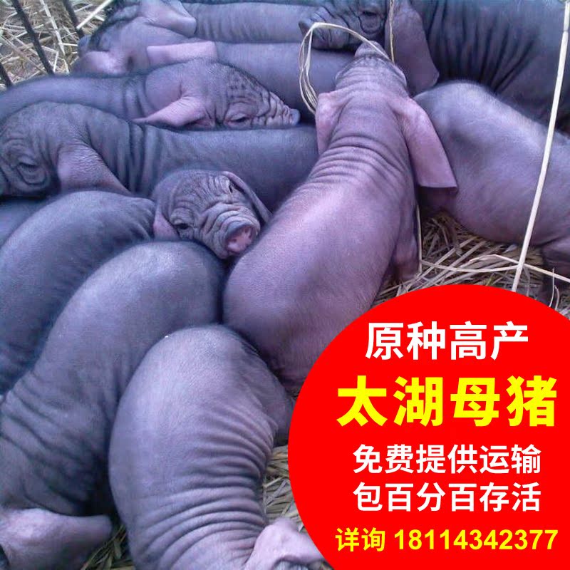 原种太湖母猪仔种梅山黑猪崽活苗大白猪养殖二元长白苏太猪杜洛克