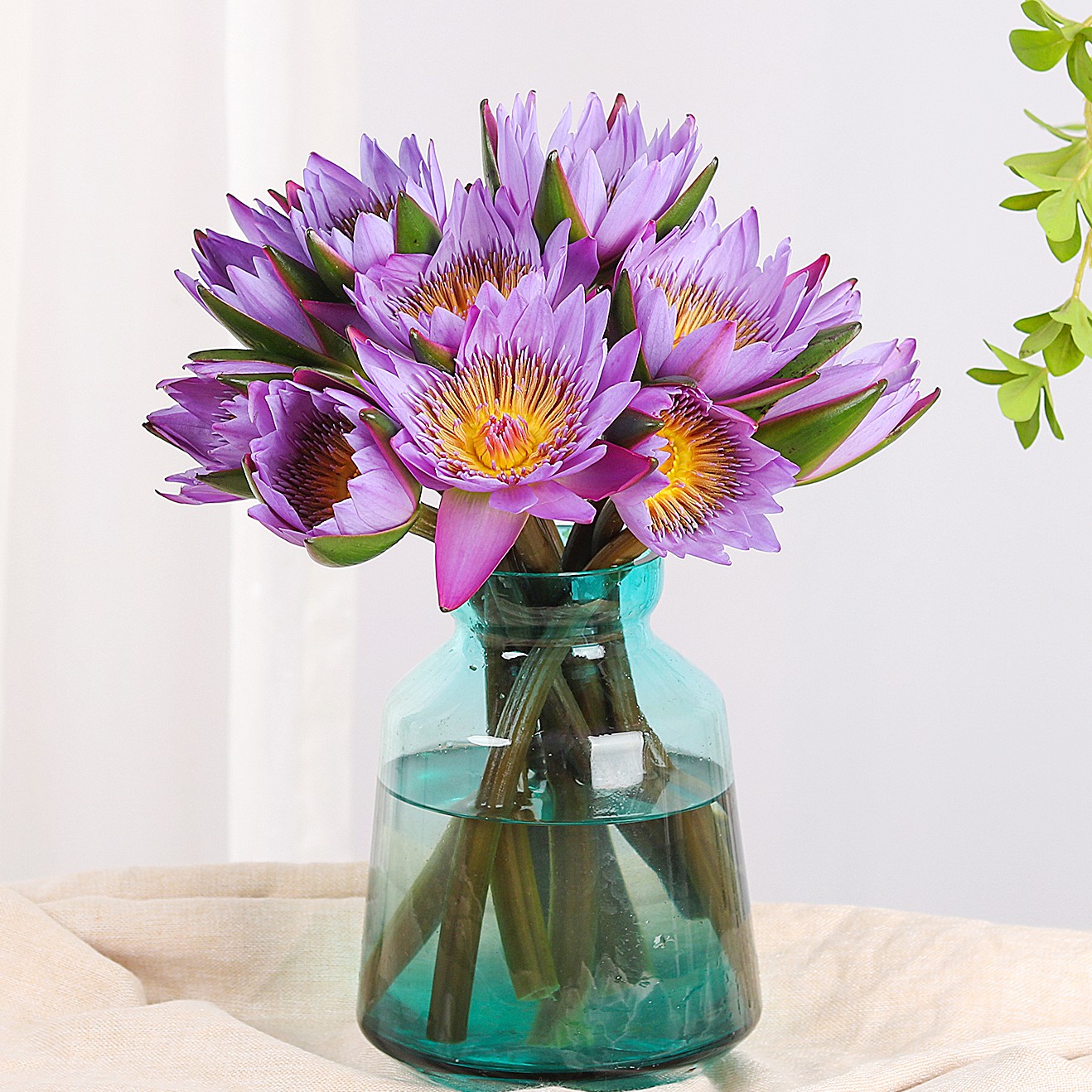 花里家香槟睡莲鲜花黄白莲花多色可选室内插花鲜花速递同城