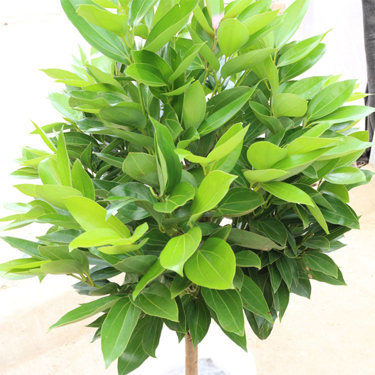 平安树盆栽大型绿植室内植物花卉客厅办公室出售大型绿植