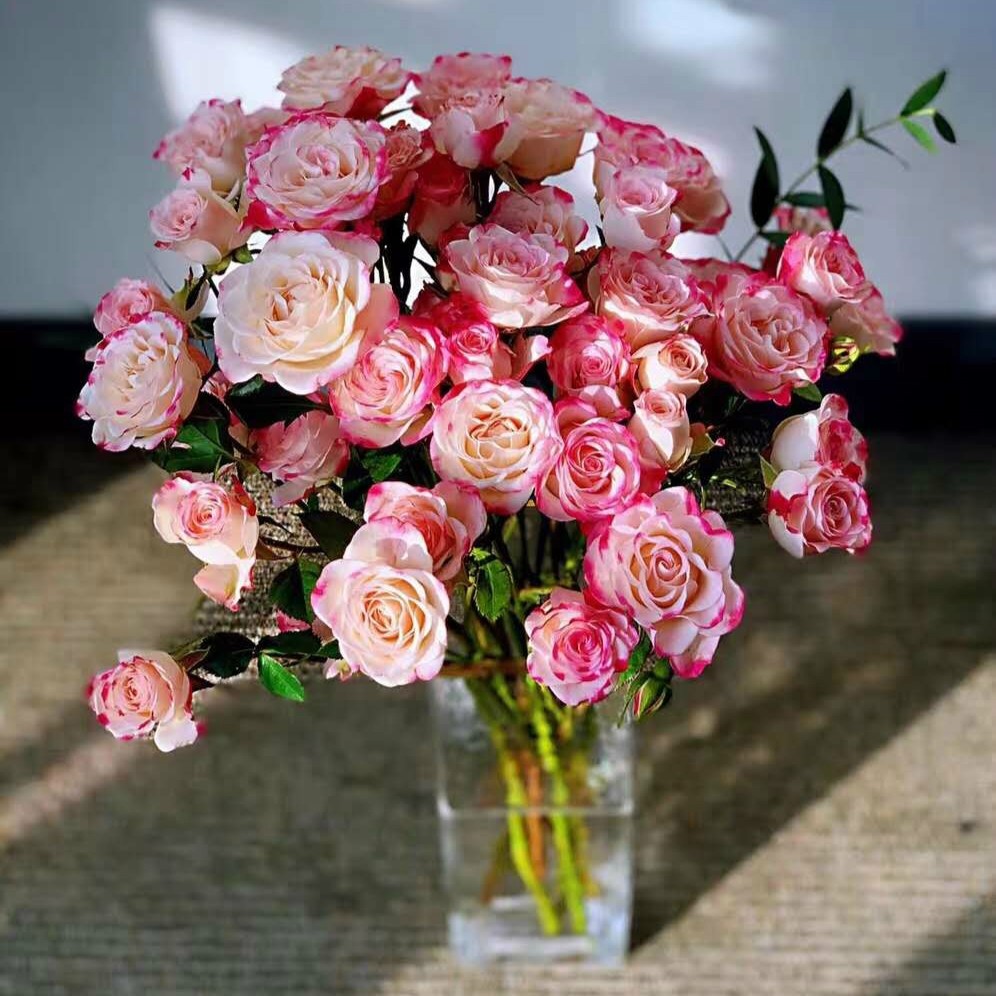 上上花田折射切花月季花苗丰多头阳台庭院盆栽时令草本花卉