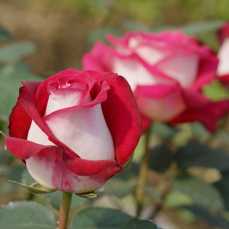 上上花田莫妮卡贝鲁奇月季月季花花苗红色切花阳台时令草本花卉