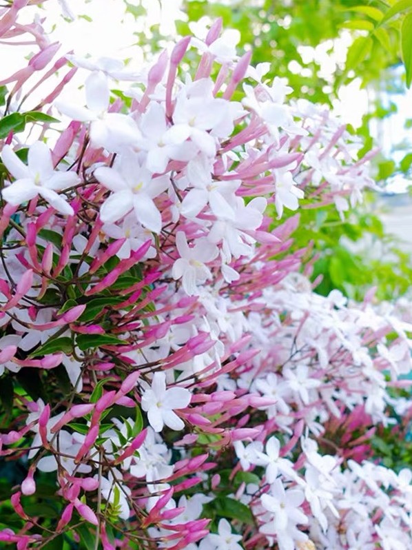 上上花田多花素馨喜光阳台庭院花园藤蔓常绿花卉