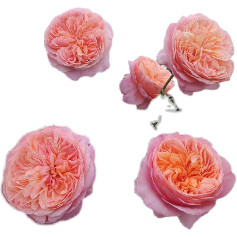 上上花田维多利亚的秘密月季月季花花苗大花浓香阳台庭院花卉